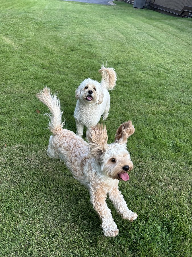 Darcy and Gatsby